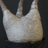 P.グラキリス 1936