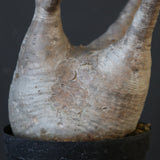 P.グラキリス 1936