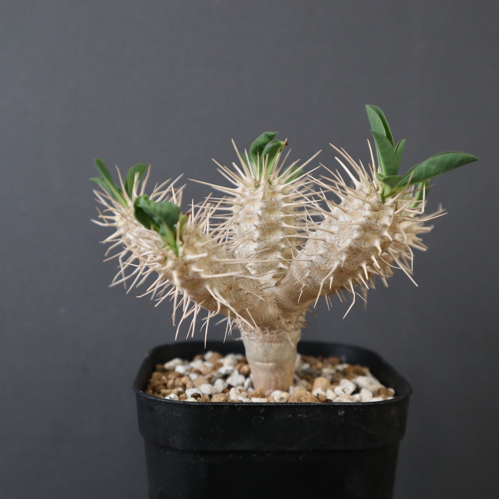 E.ギラウミニアナ (実生) EC2651 – TaiShoDo ONLINE SHOP