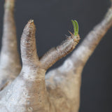 P.グラキリス 1936