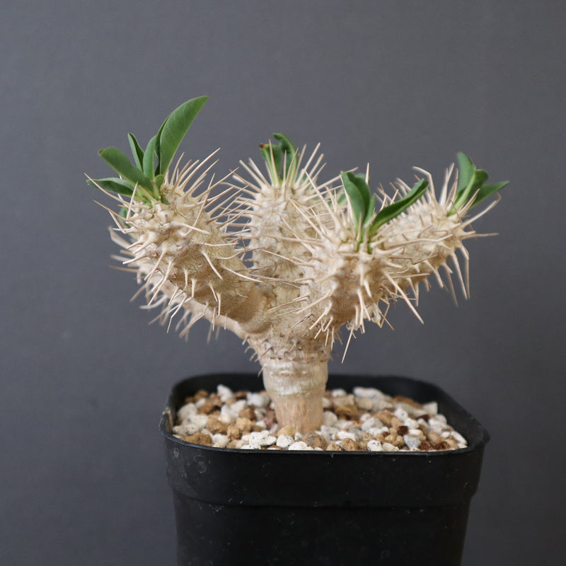 E.ギラウミニアナ (実生) EC2651 – TaiShoDo ONLINE SHOP