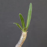 P.グラキリス 1936