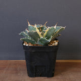 アガベ  白鯨（白）　EC1668