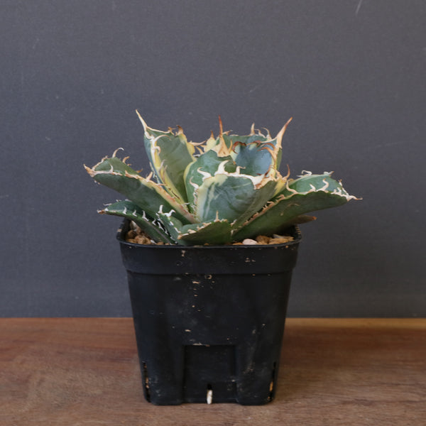 アガベ 白鯨（白） EC1667 – TaiShoDo ONLINE SHOP