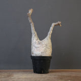 P.グラキリス 1618