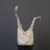 P.グラキリス 1818