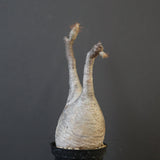 P.グラキリス 1618