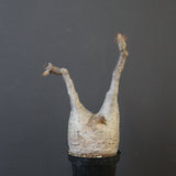 P.グラキリス 1618