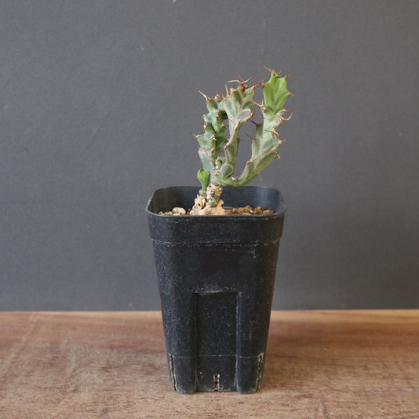 E.ペルシステンス 2 – TaiShoDo ONLINE SHOP