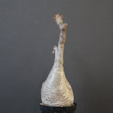 P.グラキリス 1818