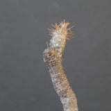 P.グラキリス 1818