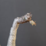 P.グラキリス 1818