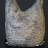 P.グラキリス 1618