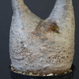 P.グラキリス 1618