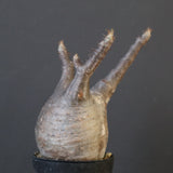 P.グラキリス 1623