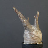 P.グラキリス 1623