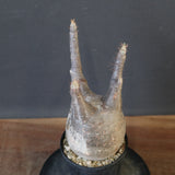 P.グラキリス 1623