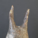 P.グラキリス 1623