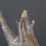 P.グラキリス 1623