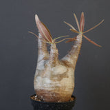 P.グラキリス 1614