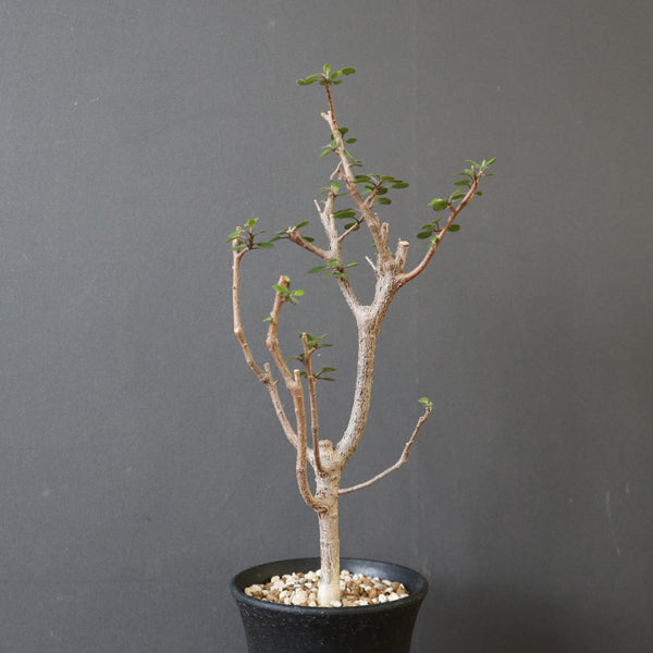 塊根植物 – 2ページ目 – TaiShoDo ONLINE SHOP