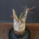 P.グラキリス 1614