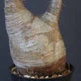 P.グラキリス 1614