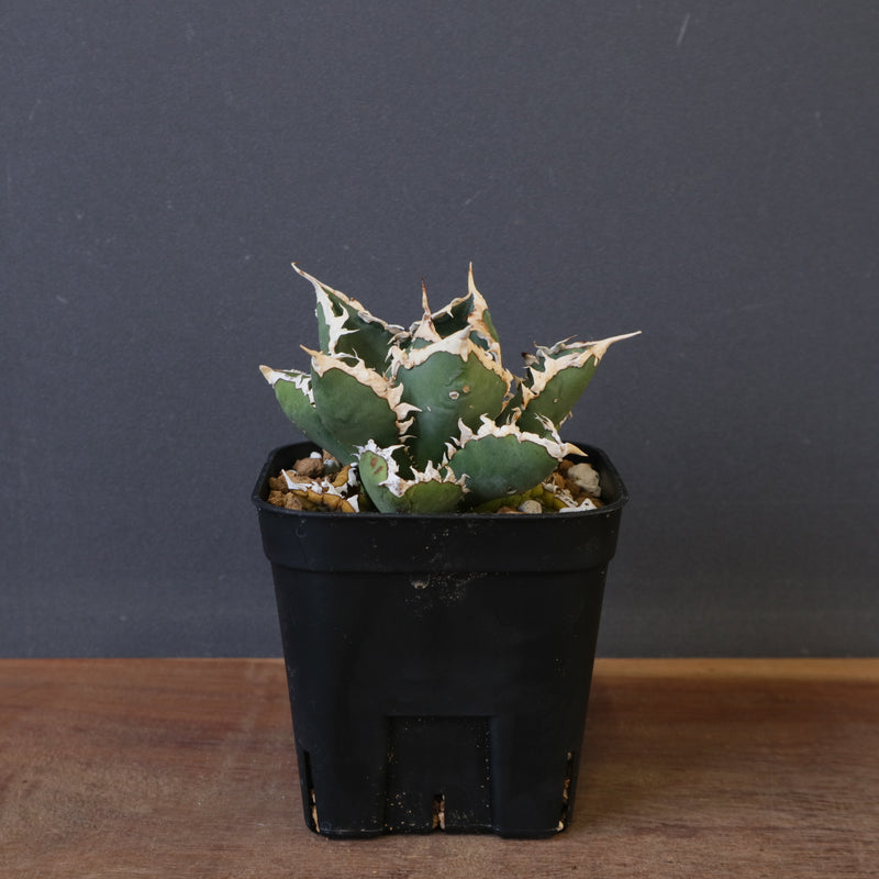 アガベ 狼人 EC1672 – TaiShoDo ONLINE SHOP