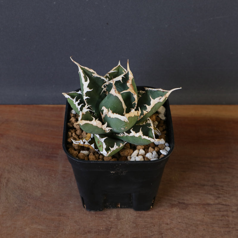 アガベ 狼人 EC1672 – TaiShoDo ONLINE SHOP