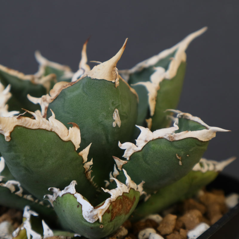 アガベ 狼人 EC1672 – TaiShoDo ONLINE SHOP