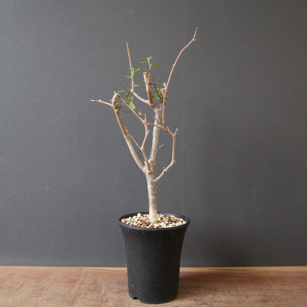 塊根植物 – 2ページ目 – TaiShoDo ONLINE SHOP