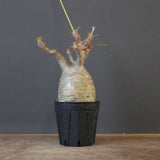 P.グラキリス 1673