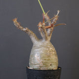 P.グラキリス 1673