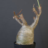 P.グラキリス 1673