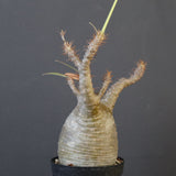 P.グラキリス 1673