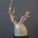 P.グラキリス 1673