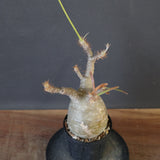 P.グラキリス 1673