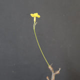 P.グラキリス 1673