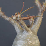 P.グラキリス 1673