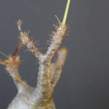 P.グラキリス 1673