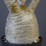 P.グラキリス 1673