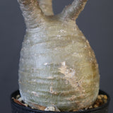 P.グラキリス 1673