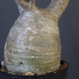 P.グラキリス 1673