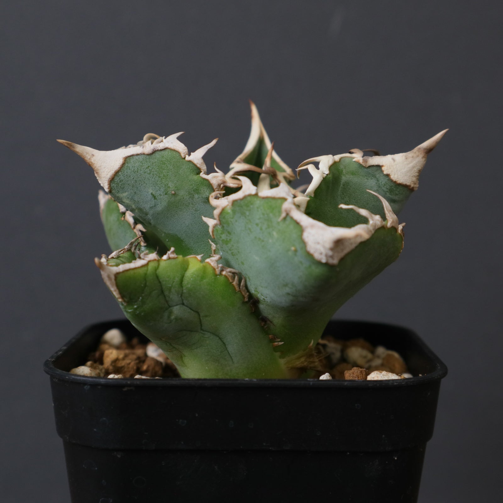 アガベ 白豪刺 EC1448 – TaiShoDo ONLINE SHOP