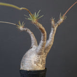 P.グラキリス 1624