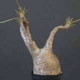 P.グラキリス 1624