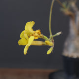 P.グラキリス 1624