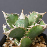 アガベ  白豪刺 　EC1448