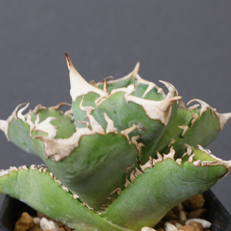 アガベ 白豪刺 EC1448 – TaiShoDo ONLINE SHOP