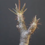 P.グラキリス 1624